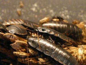 From Health Hazards To Pest Management The Dangers Of Cockroach Feces