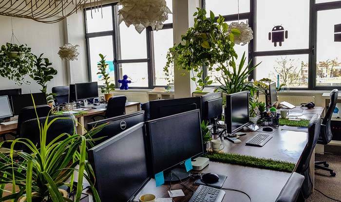 Best Office Plants