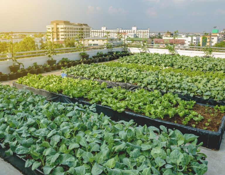 How to Create a Thriving Urban Farm