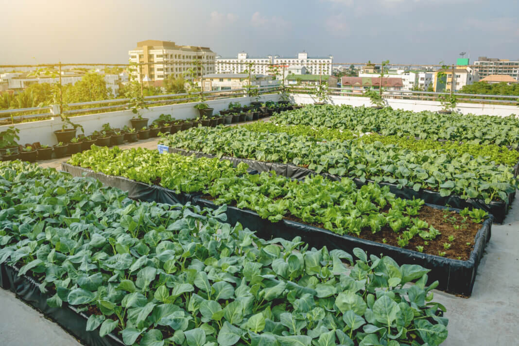 Urban Farming Is On The Rise