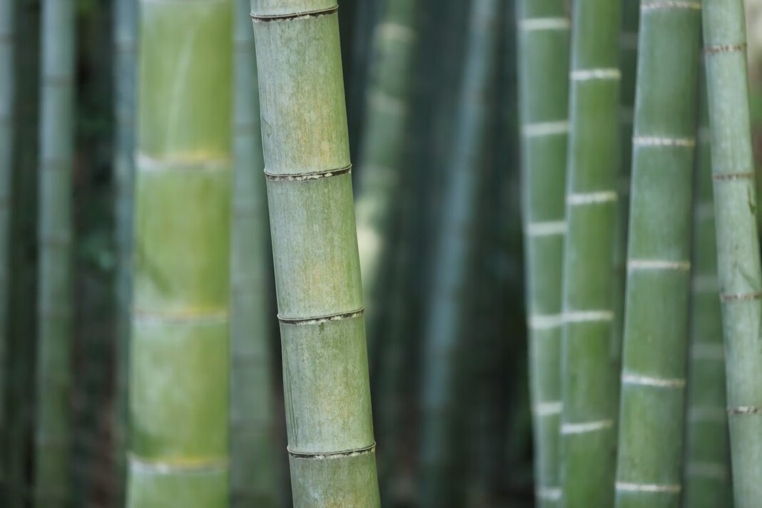 The Rise Of Transparent Bamboo