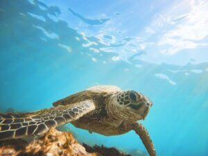 Protection And Conservation Of The Green Turtle