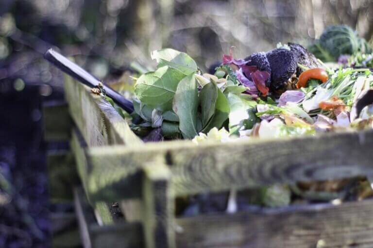 Sustainable Food Waste Disposal